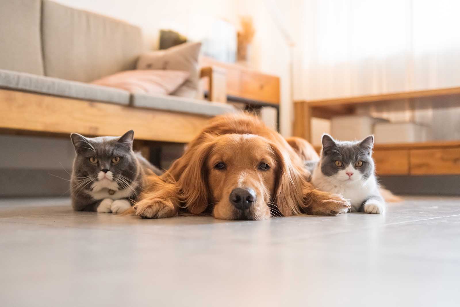 Veterinary Services in Evans, GA
