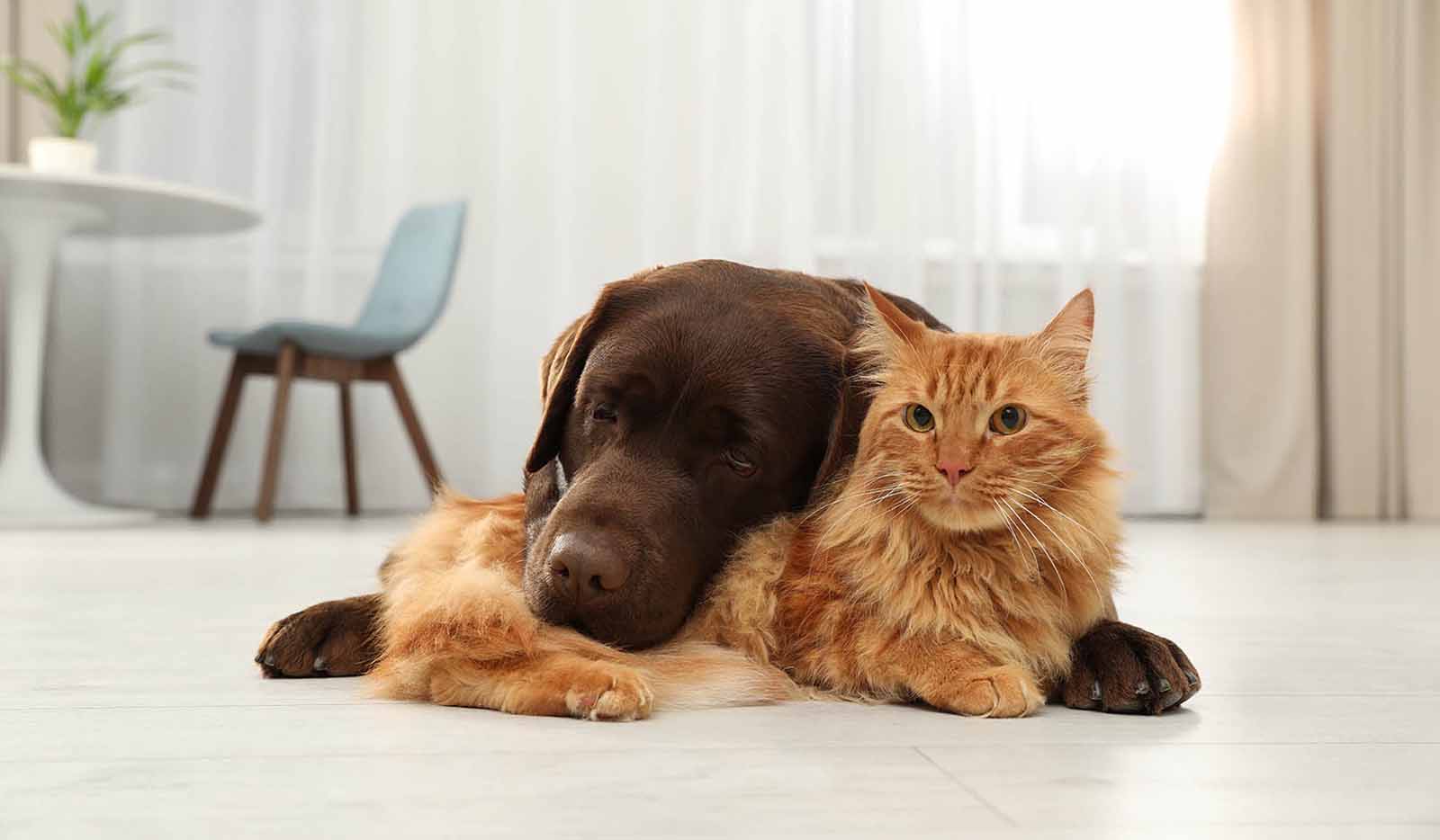 Veterinary Clinic in Evans, GA